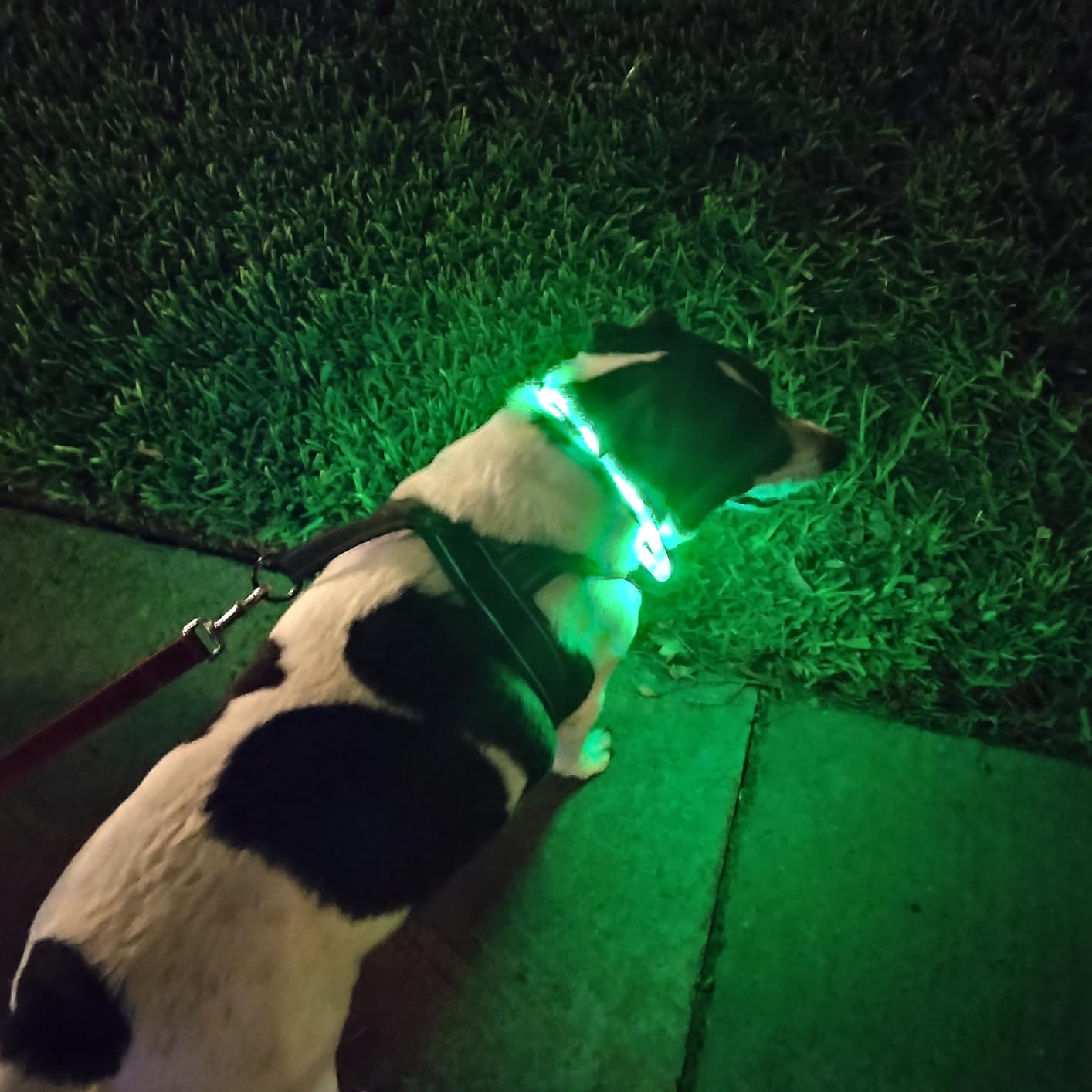 Collier pour chien LED en sili - Tech Dog Accessories avis et prix